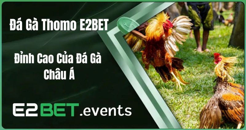 Đá gà Thomo E2BET – Đỉnh cao của đá gà Châu Á