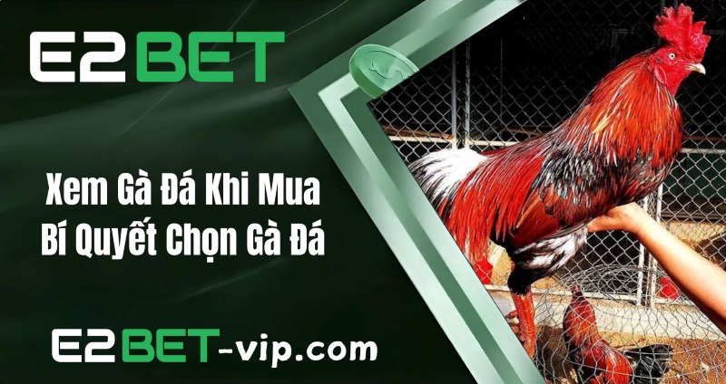 E2Bet - Nhà cái uy tín cho người yêu thích đá gà