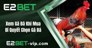 Xem Gà Đá Khi Mua – Bí Quyết Chọn Gà Đá Đúng Đắn | E2BET